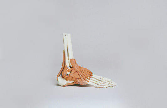 ankle joint and surrounding muscles